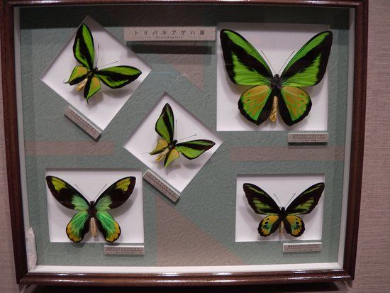 Nawa Insect Museum Haimurubushi